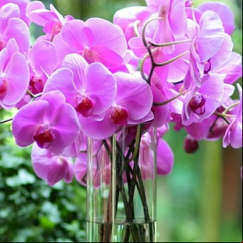 Cuántas especies de orquídeas existen y cuáles son las más bonitas
