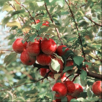 Sembrar en otoño para mejores resultados: las frutas que podés tener en tu casa y sacarle el jugo a la temporada