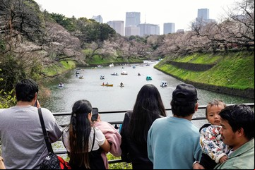 Alerta en Japón: los cerezos florecen cada vez más temprano por culpa del cambio climático