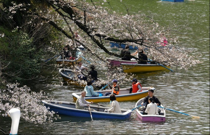 Vista de los cerezos desde el agua. Foto EFE/EPA/KIMIMASA MAYAMA