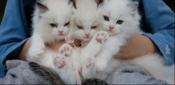 ¿Por qué los gatos eligen a su humano favorito? 