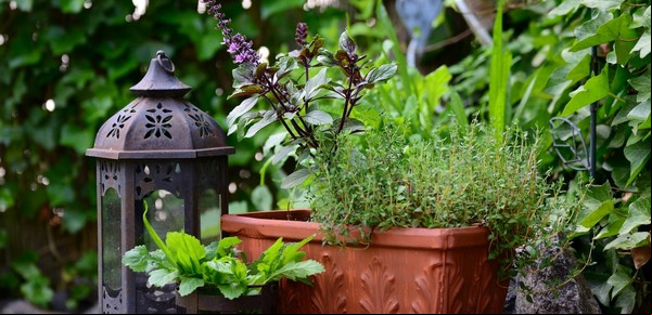 ¿Cómo proteger mis plantas de una ola polar?