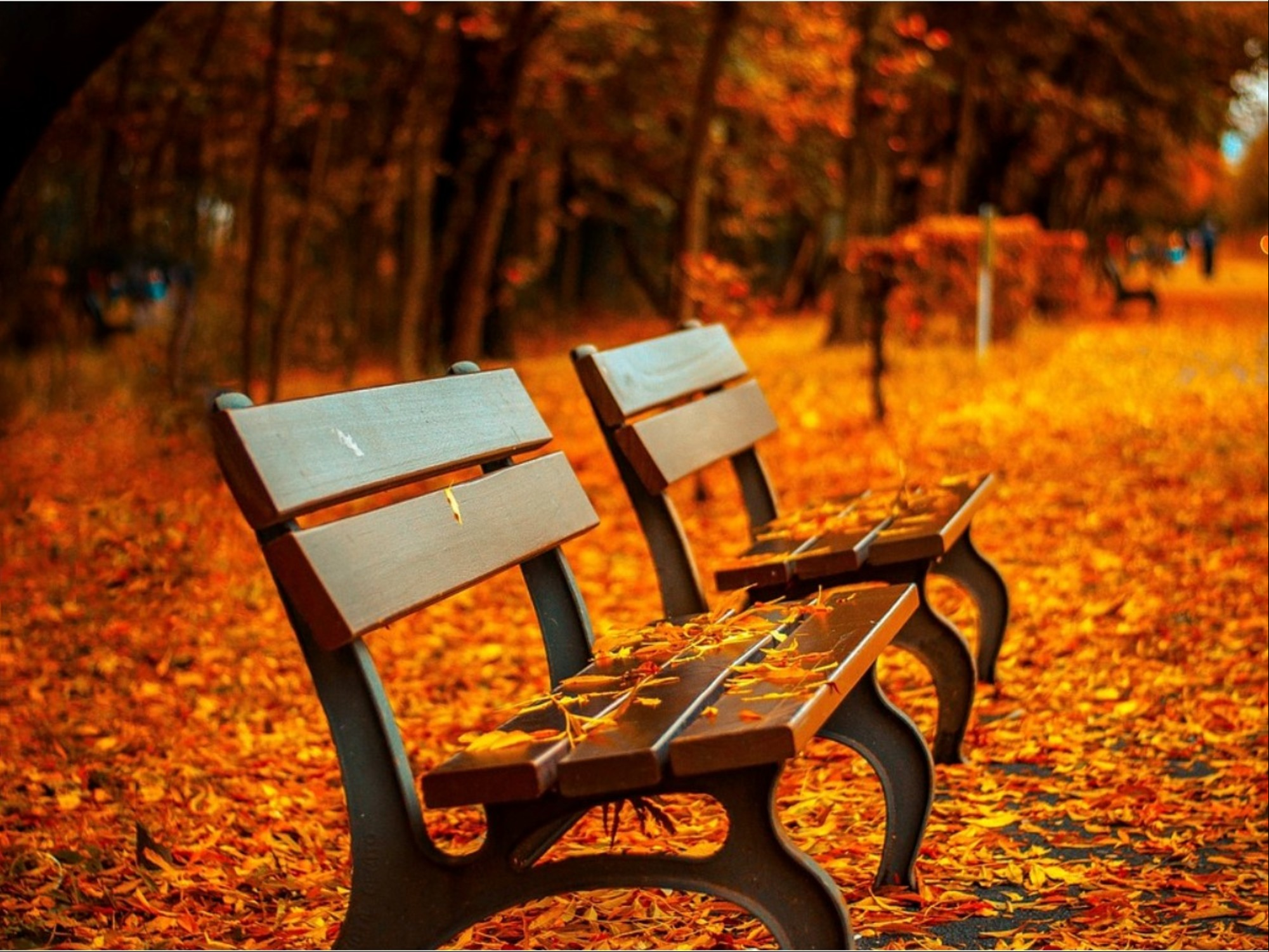 ¿Cuáles son las flores de temporada de otoño?

