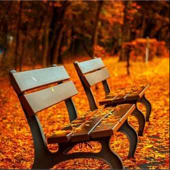 ¿Cuáles son las flores de temporada de otoño?
