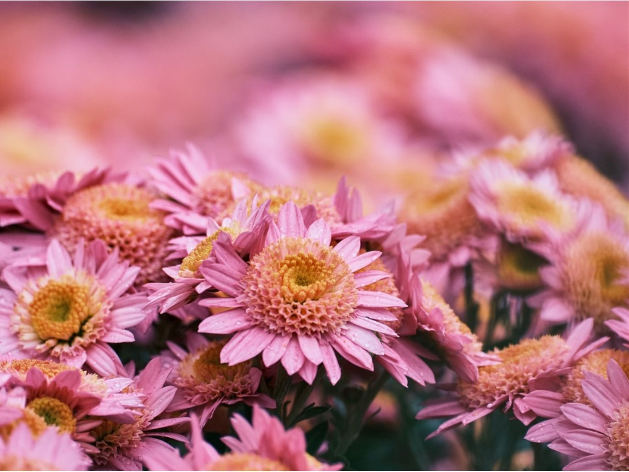 Flores de otoño: cuáles son.
