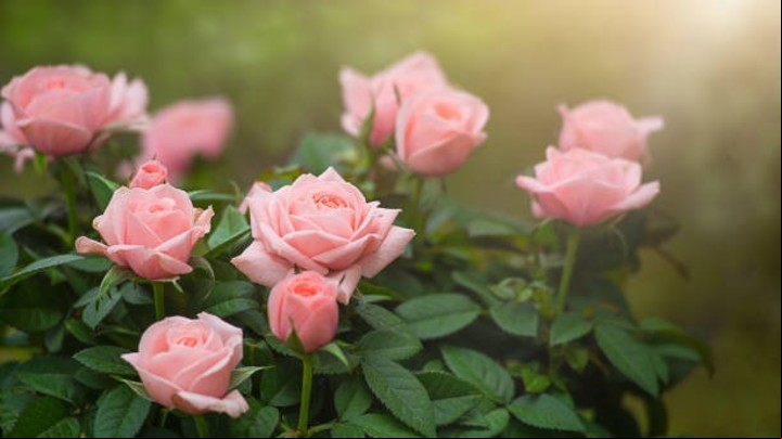 Las plantas con espinas pueden representar conflictos. Foto: iStock.