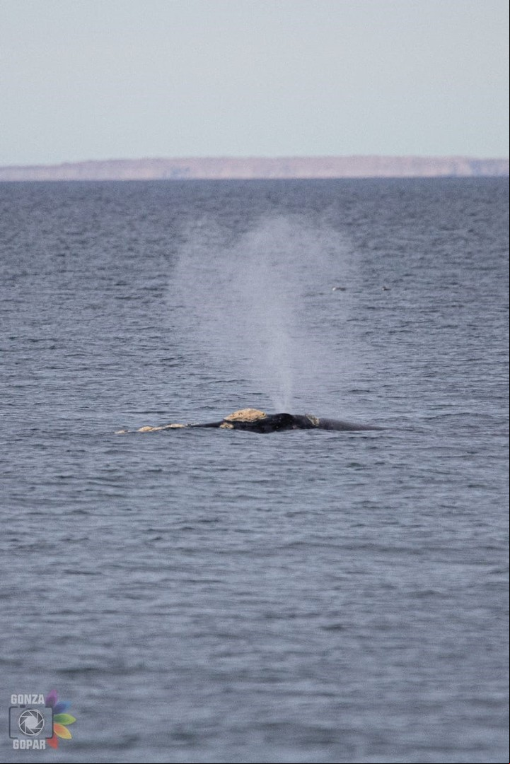 Las ballenas suelen llegar en mayo. Foto Gonzalo Gopar.