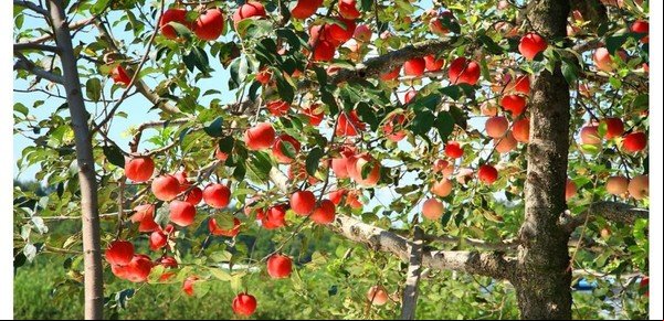 ¿Cómo podar un árbol frutal para que no crezca mucho?