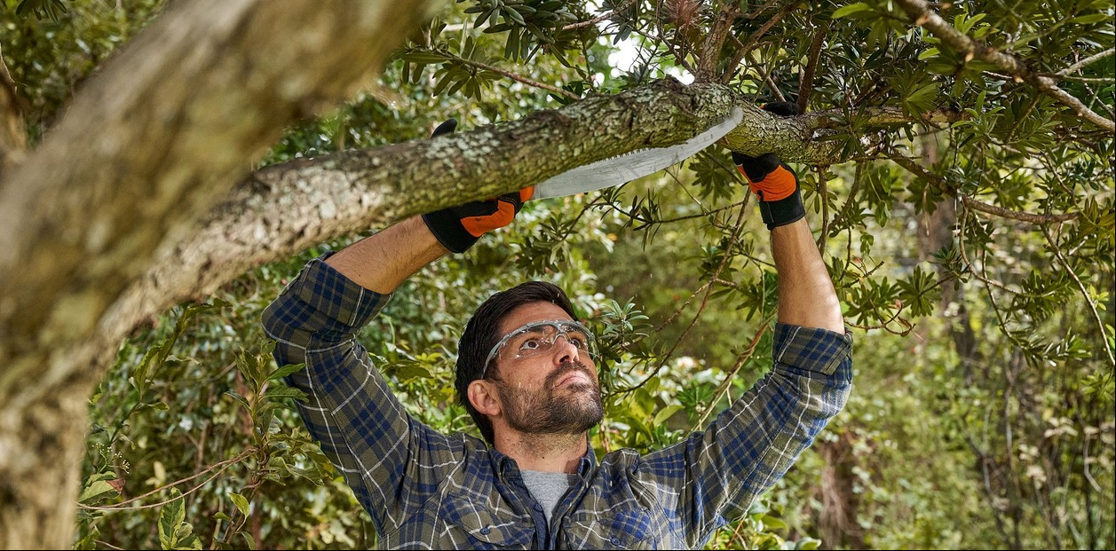 Poda de árboles: por qué, cómo y cuándo hacerlo