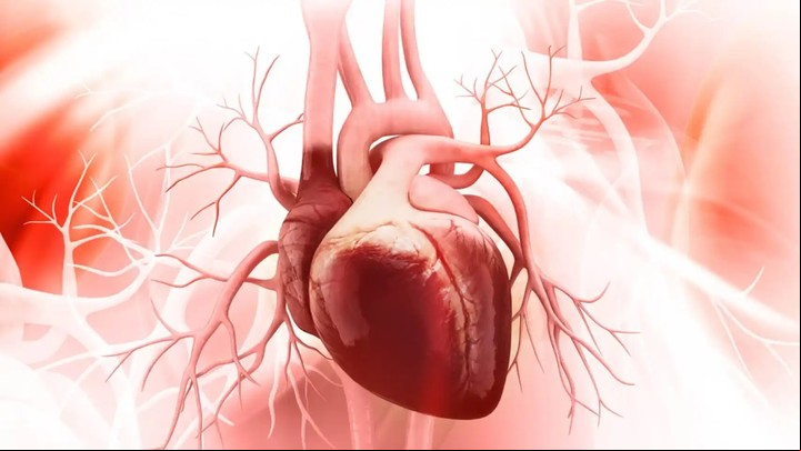 Cómo la cáscara de naranja inhibe la producción de sustancias que dañan el sistema cardiovascular.