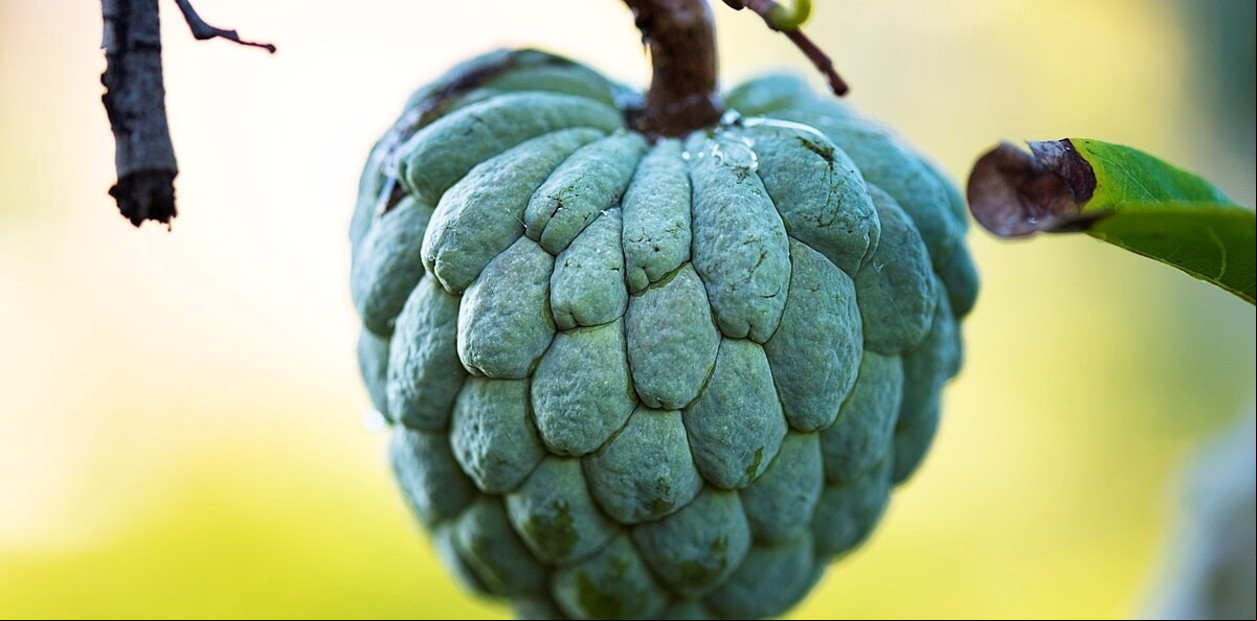 El anón, o Annona Squamosa. Su árbol es típico de climas tropicales y subtropicales. Foto: Wikipedia.