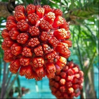 Cuál es la fruta más escasa y rara del mundo