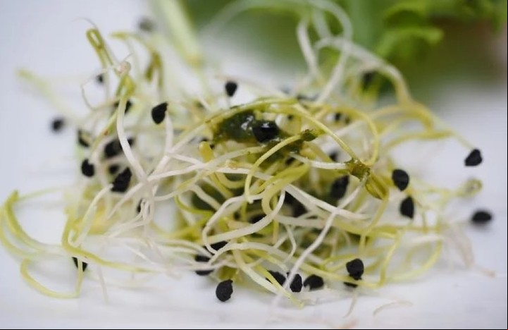 Incluir alfalfa en la alimentación muy positivo.
