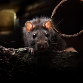 ¿Qué significa soñar con ratas? 