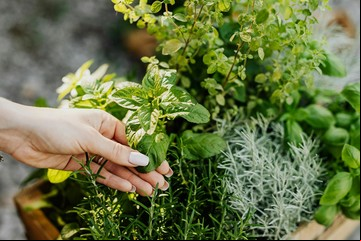 Cuál es la poco conocida hierba aromática que ayuda a regular la presión y el colesterol