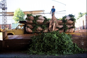 Hito en la yerba mate: este año Corrientes produjo más hoja verde que Misiones