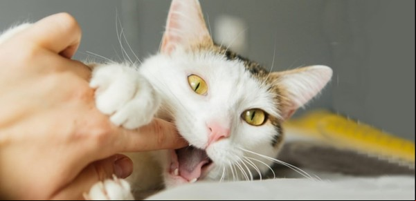 A qué le tienen miedo los gatos