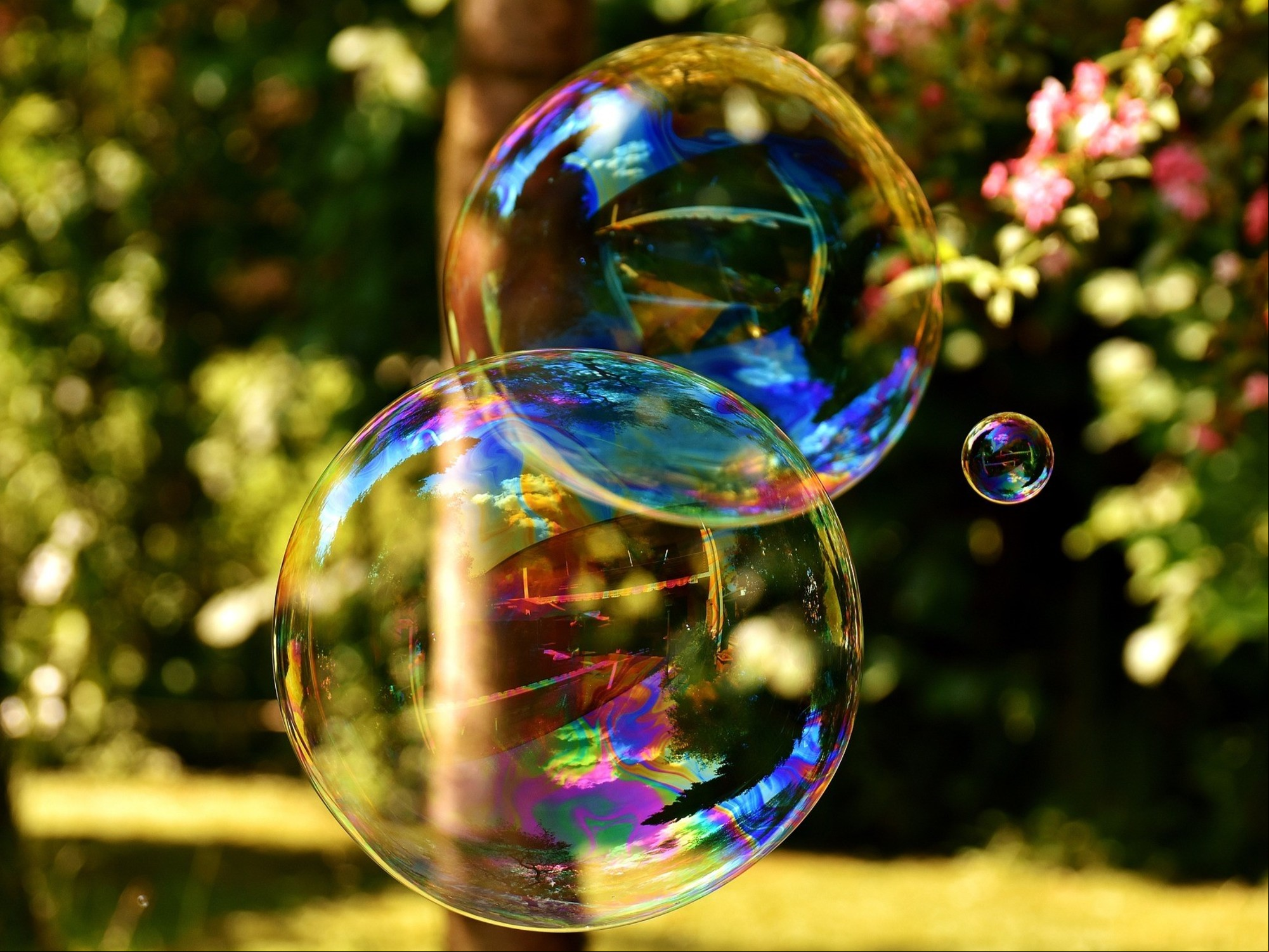 Las PAS procesan de manera más profunda el ambiente y con una gran cantidad de detalles. Foto: Pixabay/Alexas Fotos.