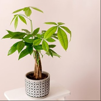 Dónde poner el árbol de la abundancia para atraer dinero y buena fortuna, según el Feng Shui