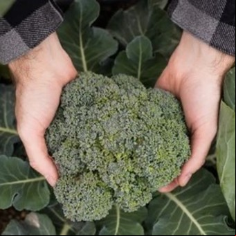 Cuál es el súperalimento que podés cultivar en tu jardín        