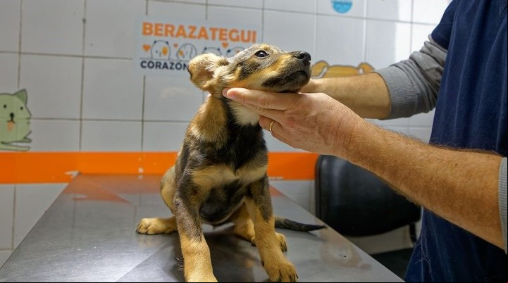 Los costos de la salud animal se dispararon como los de las personas.