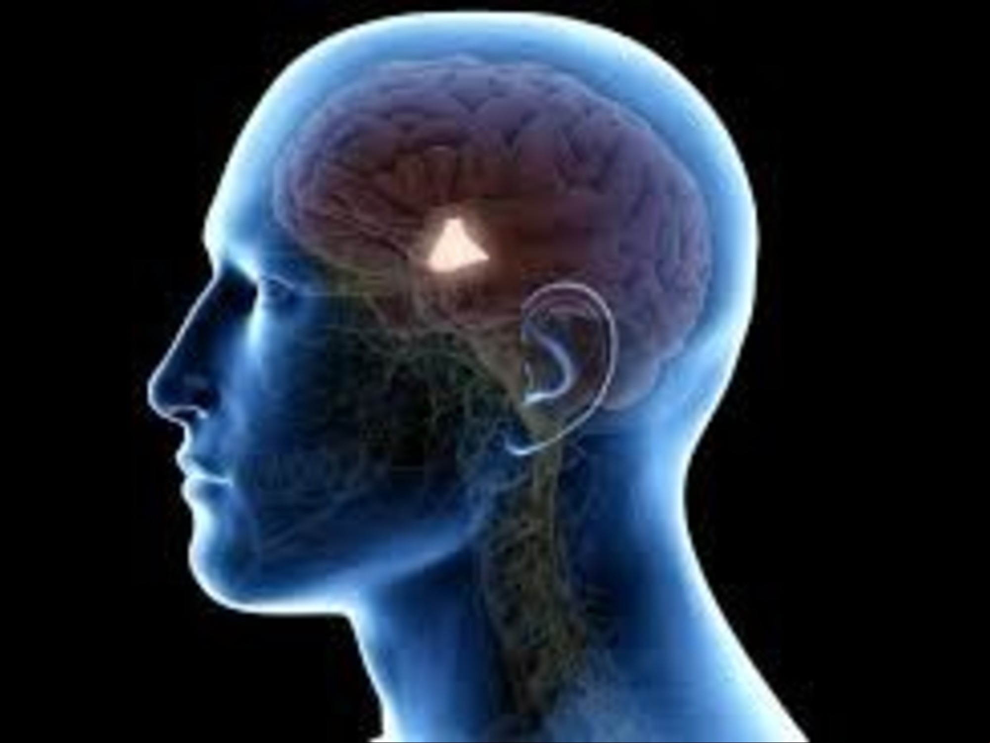 El hipotálamo es el sector del cerebro que regula la temperatura del cuerpo humano, entre otras acciones./ Imagen: sitio Tua Saúde.