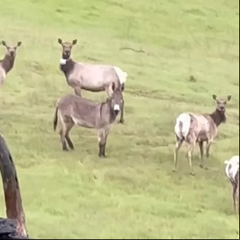 Es viral: un burro que se perdió hace 5 años reapareció adoptado por una manada de alces