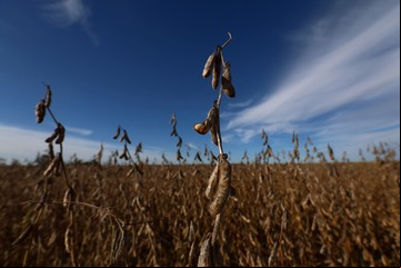 Mitos y verdades sobre la nutrición del cultivo de soja