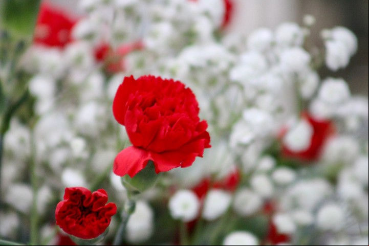 Los claveles rojos y blancos son excelentes para detectar un desequilibrio energético en un lugar. Foto: ilustración Shutterstock