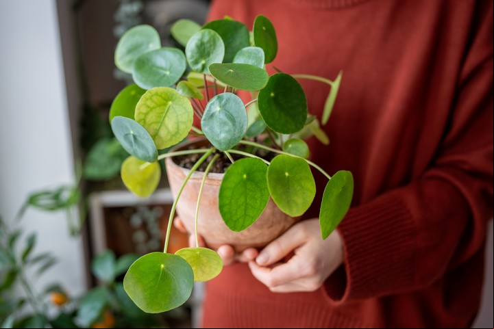 En el área Norte, se recomiendan plantas de hojas redondas. Foto: ilustración Shutterstock