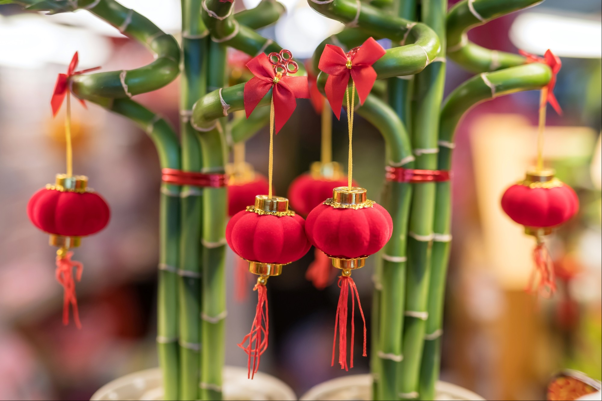 Los bambús de la suerte son de las plantas más usadas para activar el interior de casa. Foto: ilustración Shutterstock