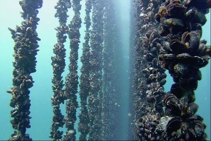 Cultivo de mejillones. Fuente: https://acuiculturaymiticultura.blogspot.com/2019/05/cultivar-mejillon-descubre-todos-los.html