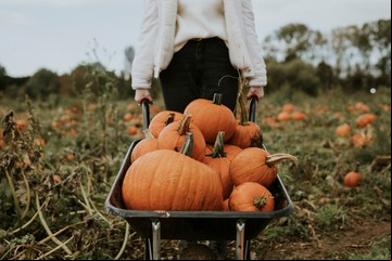 Trucos y consejos para plantar y cultivar calabazas con éxito 