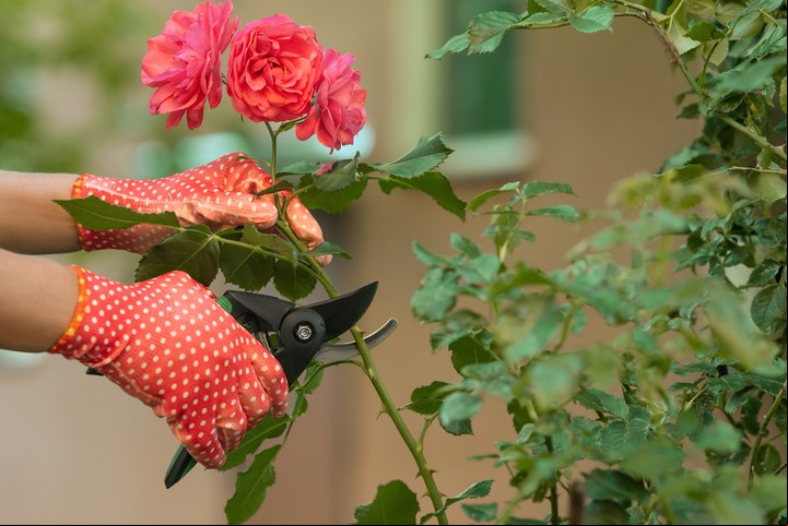 Las herramientas de poda deben estar desinfectadas. Foto: Shutterstock