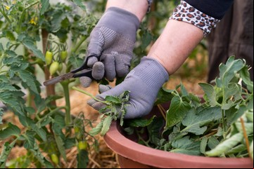 Truco fácil y sin gastar plata para mejorar la calidad del jardín: qué hay que hacer
