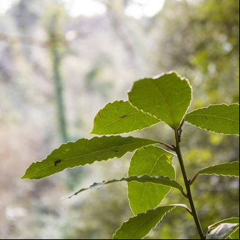 Cómo combatir la tos con laurel de forma natural