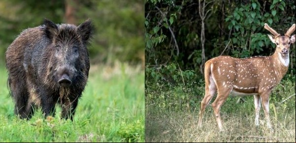Entre Ríos avanzó para declarar plagas a tres animales exóticos invasores y se regulará su caza