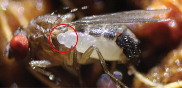 Encontraron una criatura que se reproduce como los monstruos de "Alien"