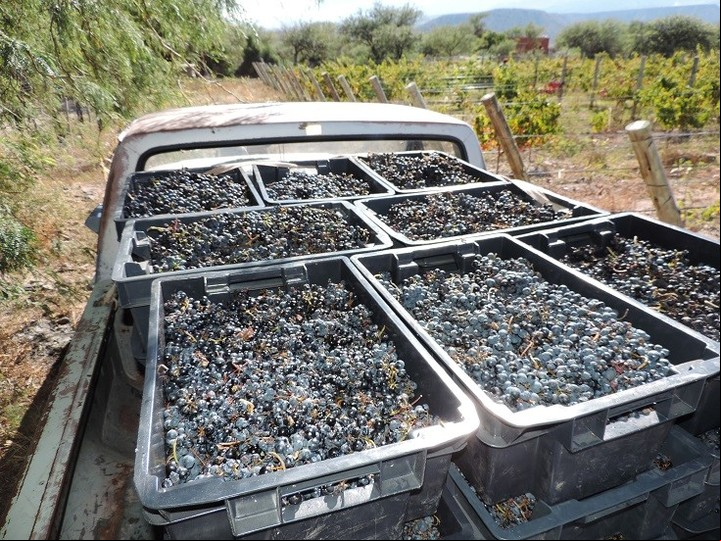 Vino de uvas frescas y mosto son lo más vendido entre alimentos argentinos. Foto: archivo