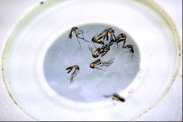 Descubren que una forma de matar al mosquito del dengue es 100% eficaz y en Argentina no se usa