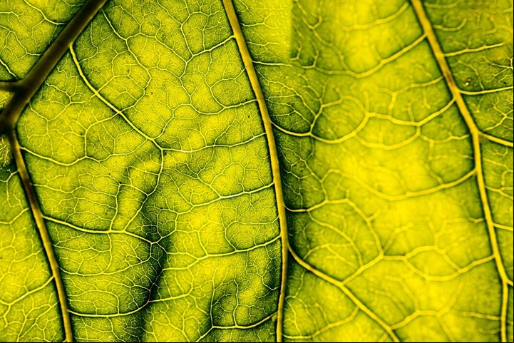 Detalle de una hoja de árbol recolectada en la Amazonia colombiana. Foto: Archivo Clarín.