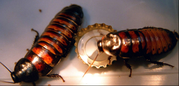 Cuál es el conocido electrodoméstico de la cocina donde viven las cucarachas