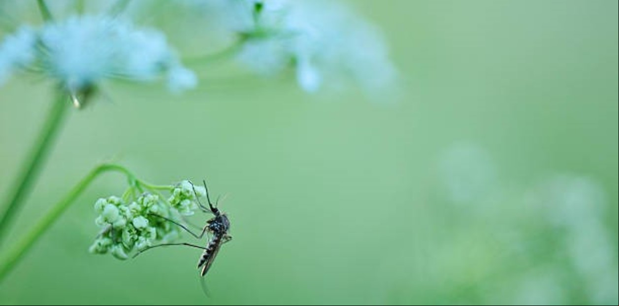 Plantas que atraen a los mosquitos: cuáles no deberías tener en tu jardín según los expertos