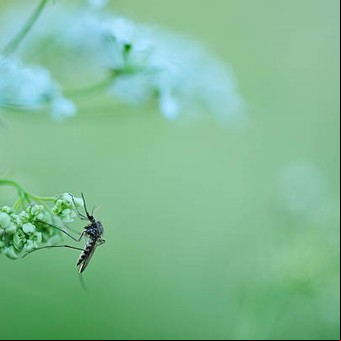 Plantas que atraen a los mosquitos: cuáles no deberías tener en tu jardín según los expertos