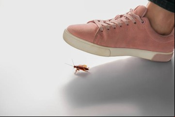 Nunca pises una cucaracha: la razón por la que no debes hacerlo según un artículo científico