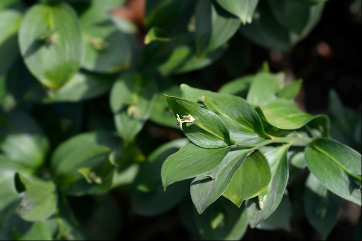 Amor oculto, una planta de bajo mantenimiento. Foto Shutterstock