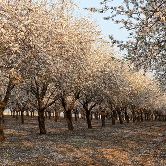 Almendras: un superalimento que también transforma el diseño interior de tu hogar