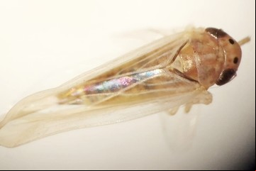 La chicharrita del maíz casi desapareció, pero otro insecto preocupa a los productores: qué dicen los expertos