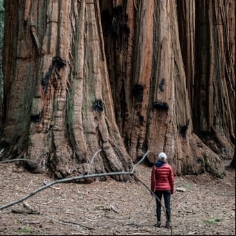 Es el país con el árbol más alto de Sudamérica: dónde está y cuánto mide