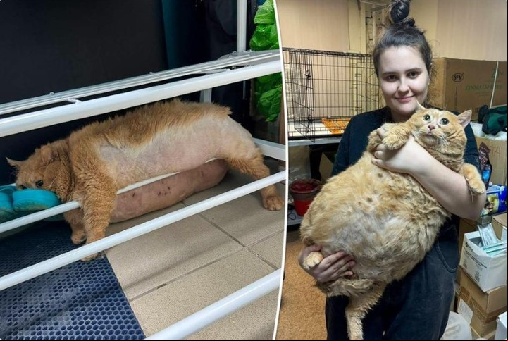 Fue llevado a un refugio y sometido a dieta y ejercicio para que llegara a su peso ideal de 4,5 kilos (Refugio Matroskin).